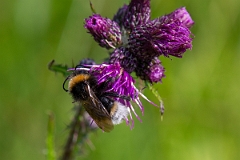 David Plant Photography - Wildlife Photography - Vestal cuckoo bee, Bombus vestalis - D