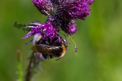 David Plant Photography - Wildlife Photography - Vestal cuckoo bee, Bombus vestalis - G