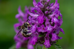 David Plant Photography - Wildlife Photography - Wool carder bee, Anthidium manicatum - A