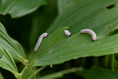 David Plant Photography - Wildlife Photographer - Solomon's seal sawfly, Phymatocera aterrima - E