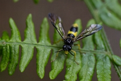 David Plant Photography - Wildlife Photographer - Wayward sawfly, Tenthredo temula - B