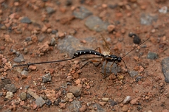 David Plant Photography - Wildlife Photography - Sabre Wasp, Rhyssa persuasoria - B