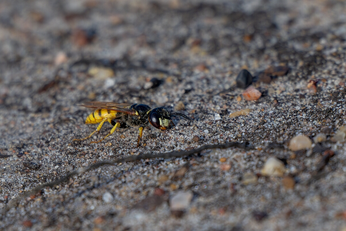 David Plant Photography - Wildlife Photography - Beewolf, Philanthus triangulum - Q.jpg - Beewolf, Philanthus triangulum, - Surrey