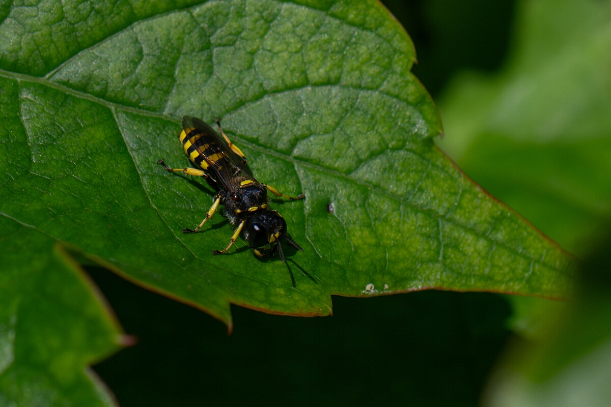 David Plant Photography - Wildlife Photography - Large ectemnius, Ectemnius cephalotes - C.jpg - Large ectemnius, Ectemnius cephalotes - Cotswolds