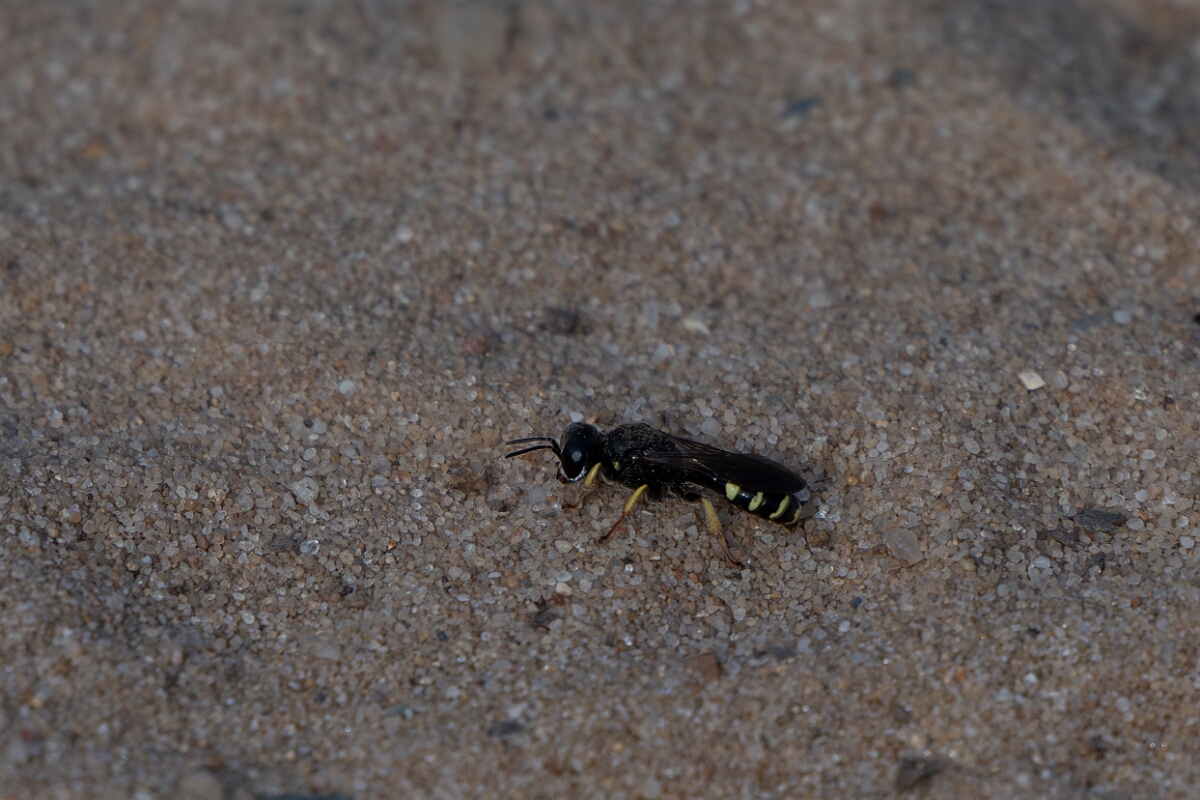David Plant Photography - Wildlife Photography - Small shield wasp, Crabro scutellatus - A.jpg - Small shield wasp, Crabro scutellatus - Suffolk