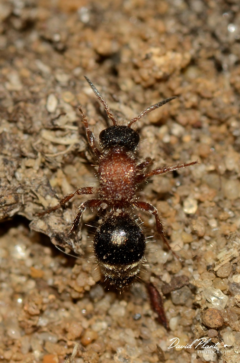 David Plant Photography - Wildlife Photography - Small velvet ant, Smicromyrme rufipes - A.jpg - Small velvet ant, Smicromyrme rufipes - Suffolk
