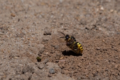 David Plant Photography - Wildlife Photography - Beewolf, Philanthus triangulum - I