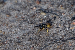 David Plant Photography - Wildlife Photography - Beewolf, Philanthus triangulum - P