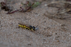 David Plant Photography - Wildlife Photography - Beewolf, Philanthus triangulum - R