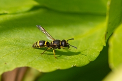 David Plant Photography - Wildlife Photography - Early mason-wasp, Ancistrocerus nigricornis - D