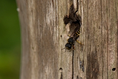 David Plant Photography - Wildlife Photography - Ectemnius cavifrons - E