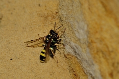 David Plant Photography - Wildlife Photography - Field digger wasp Mellinus arvensis - B