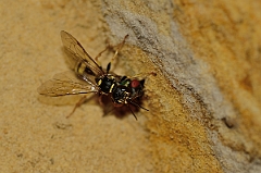 David Plant Photography - Wildlife Photography - Field digger wasp Mellinus arvensis - C