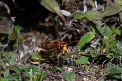 David Plant Photography - Wildlife Photography - Hornet, Vespa crabro - H