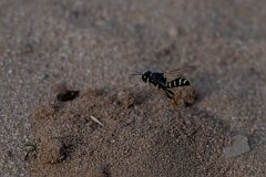David Plant Photography - Wildlife Photography - Small shield wasp, Crabro scutellatus - B