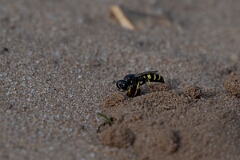 David Plant Photography - Wildlife Photography - Small shield wasp, Crabro scutellatus - C