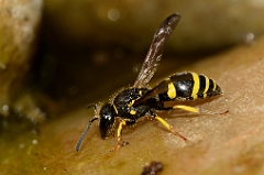 Wasps