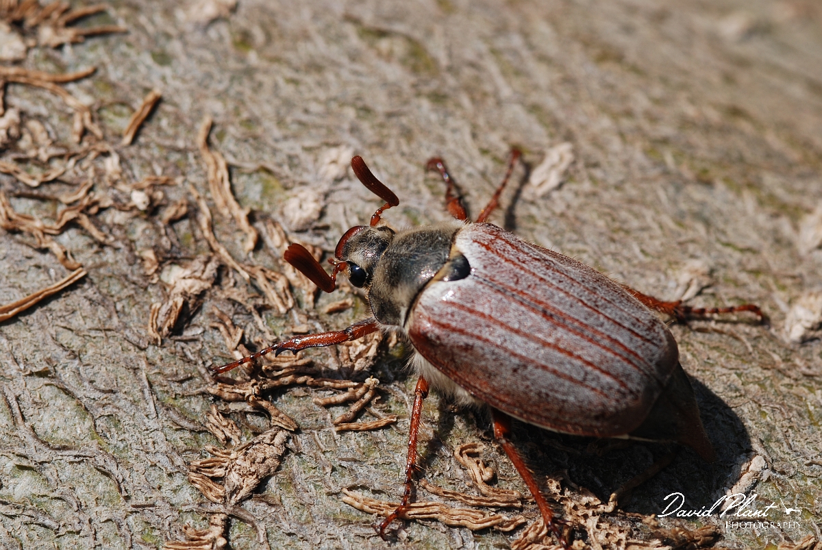David Plant Photography - Wildlife Photographer - Cockchafer - A.JPG - Cockchafer, Melolontha melolontha - Cotswold