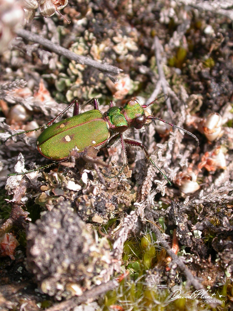 David Plant Photography - Wildlife Photographer - Green tiger beetle - A.jpg - Green tiger beetle, Cicindela campestris - Dorset