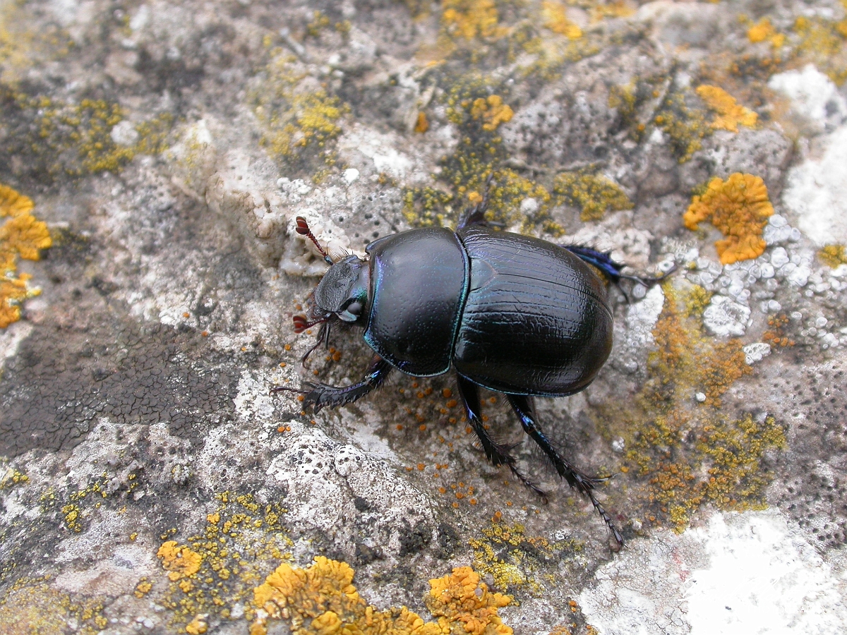 David Plant Photography - Wildlife Photographer - Tor beetle - A.JPG - Common dumble dor, Geotrupes spiniger - Somerset