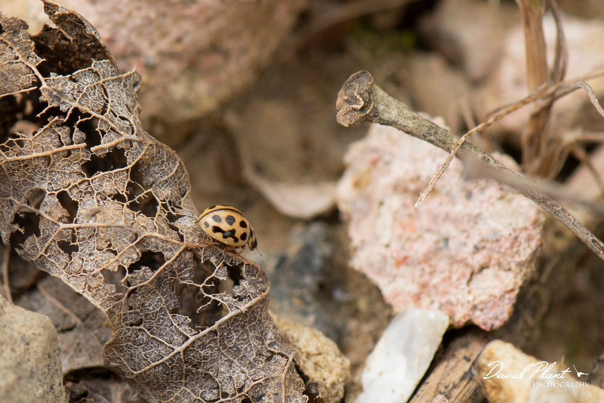 David Plant Photography - Wildlife Photography - 16-spot ladybird - A.jpg - 16-spot ladybird, Tytthaspis sedecimpunctata - Kent