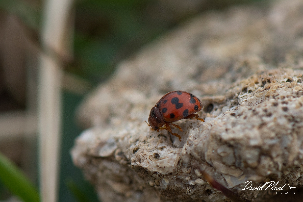 David Plant Photography - Wildlife Photography - 24-spot ladybird - A.JPG - 24-spot ladybird, Subcoccinella vigintiquattuorpunctata - Cambridgeshire