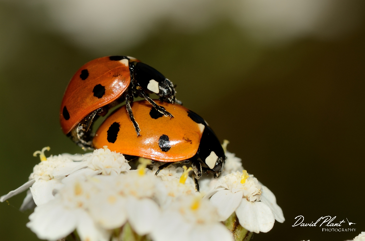 David Plant Photography - Wildlife Photography - 7-spot ladybird - A.jpg - Seven-spot ladybird, Coccinella septempunctata, mating - Cotswolds