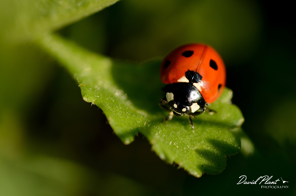 David Plant Photography - Wildlife Photography - 7-spot ladybird - B.jpg - Seven-spot ladybird, Coccinella septempunctata - Cotswolds