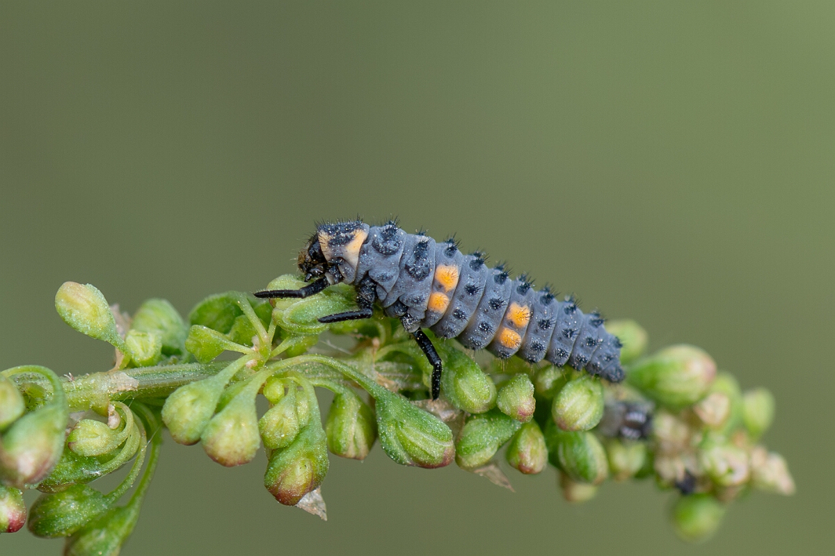 David Plant Photography - Wildlife Photography - 7-spot ladybird - E.jpg - Seven-spot ladybird, Coccinella septempunctata, larva - Somerset