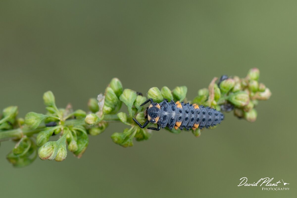 David Plant Photography - Wildlife Photography - 7-spot ladybird - F.jpg - Seven-spot ladybird, Coccinella septempunctata, larva - Somerset