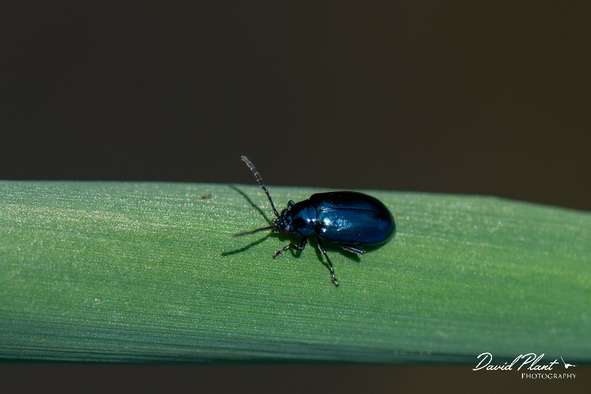 David Plant Photography - Wildlife Photography - Altica lythri - A.JPG - Altica lythri - Essex