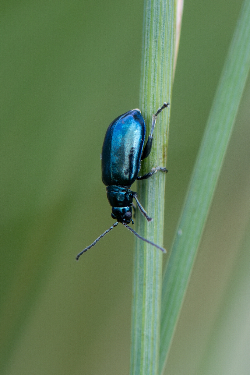 David Plant Photography - Wildlife Photography - Altica lythri - D.jpg - Altica lythri - Hertfordshire