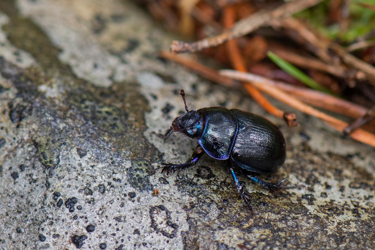 David Plant Photography - Wildlife Photography - Anoplotrupes stercorosus - B.JPG - Woodland dor beetle, Anoplotrupes stercorosus - Cairngorms