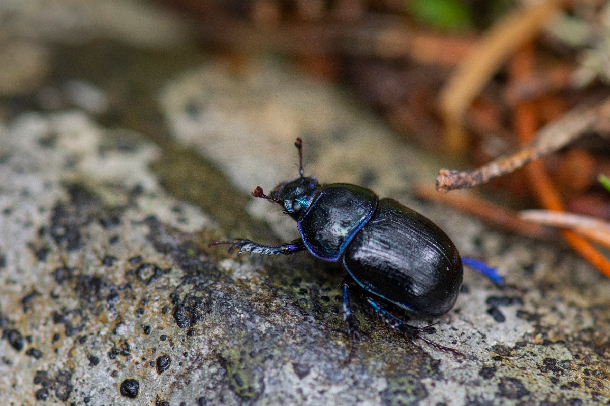 David Plant Photography - Wildlife Photography - Anoplotrupes stercorosus - C.JPG - Woodland dor beetle, Anoplotrupes stercorosus - Cairngorms