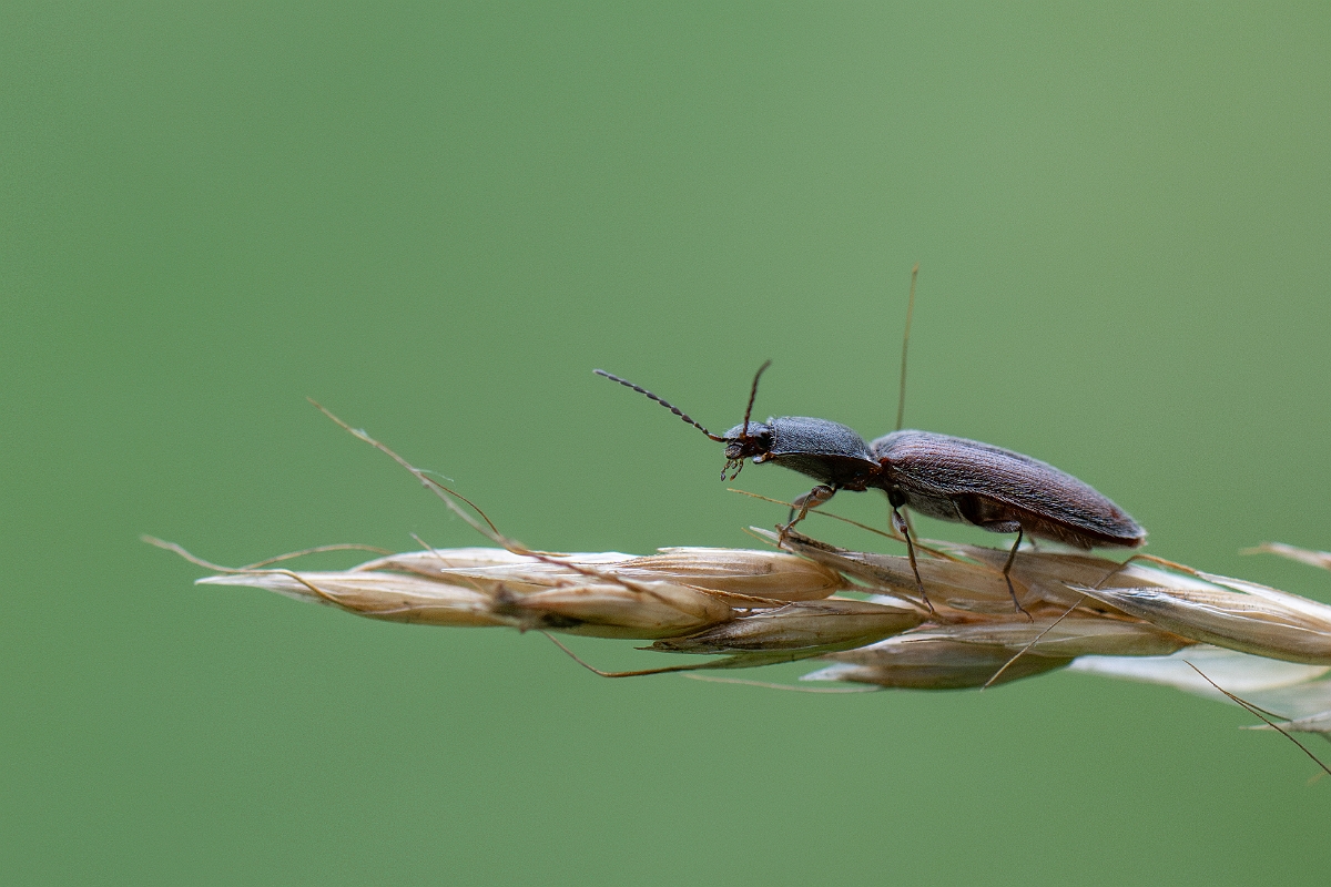 David Plant Photography - Wildlife Photography - Athous haemorrhoidalis - A.jpg - Common brown click beetle, Athous haemorrhoidalis - Cambridgeshire