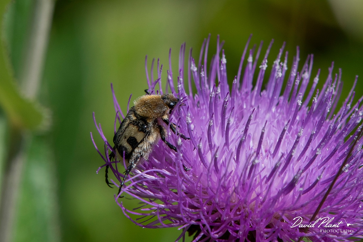 David Plant Photography - Wildlife Photography - Bee beetle, Trichius fasciatus - A.jpg - Bee beetle, Trichius fasciatus - Highland