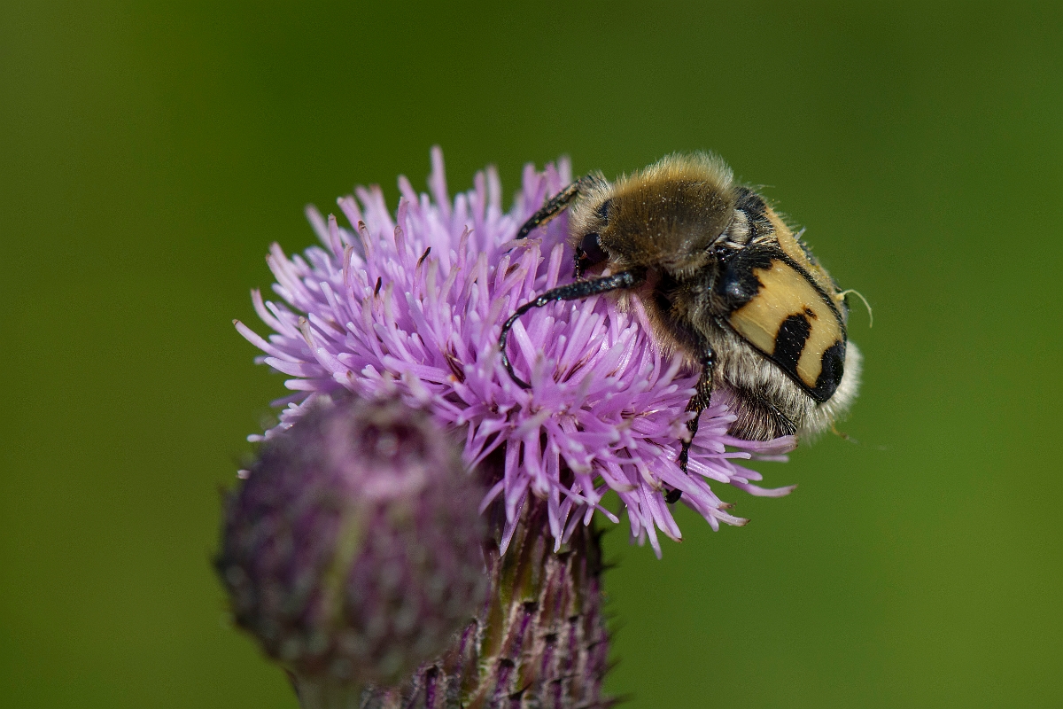 David Plant Photography - Wildlife Photography - Bee beetle, Trichius fasciatus - E.JPG - Bee beetle, Trichius fasciatus - Cairngorms