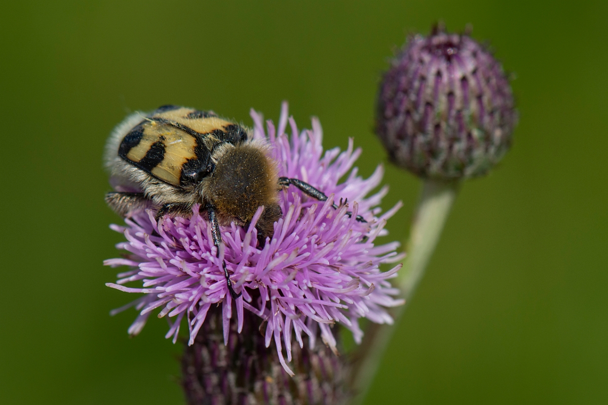 David Plant Photography - Wildlife Photography - Bee beetle, Trichius fasciatus - F.JPG - Bee beetle, Trichius fasciatus - Cairngorms