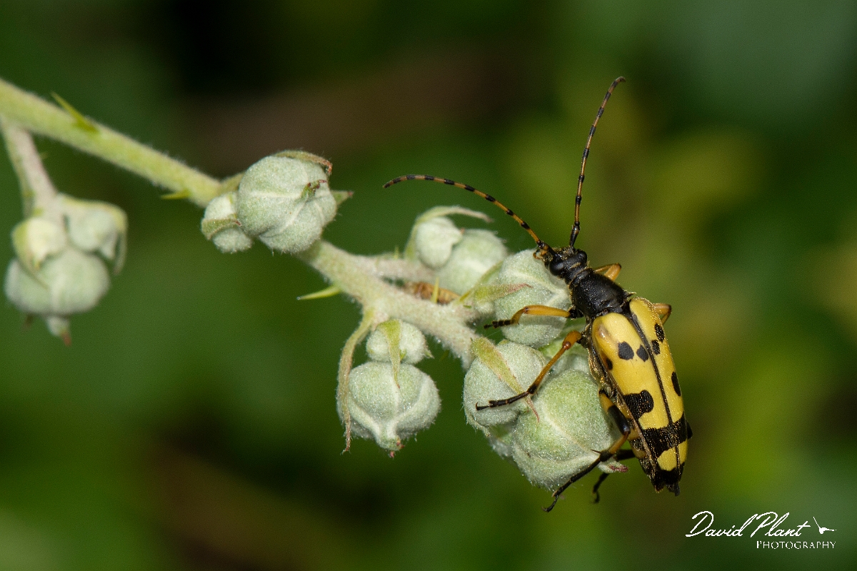 David Plant Photography - Wildlife Photography - Black and yellow longhorn beetle, Rutpela maculata - A.jpg - Spotted Longhorn Beetle, Rutpela maculata - Oxfordshire