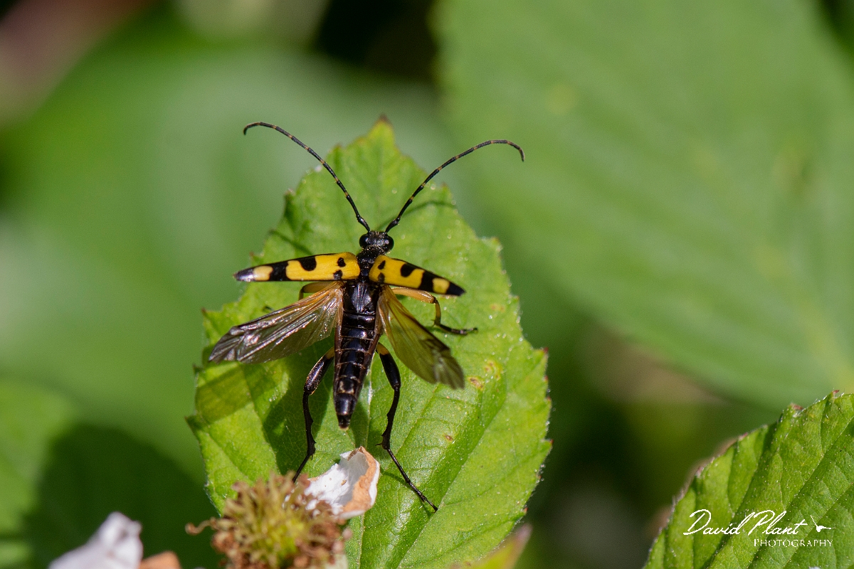 David Plant Photography - Wildlife Photography - Black and yellow longhorn beetle, Rutpela maculata - B.jpg - Spotted Longhorn Beetle, Rutpela maculata - Cambridgeshire