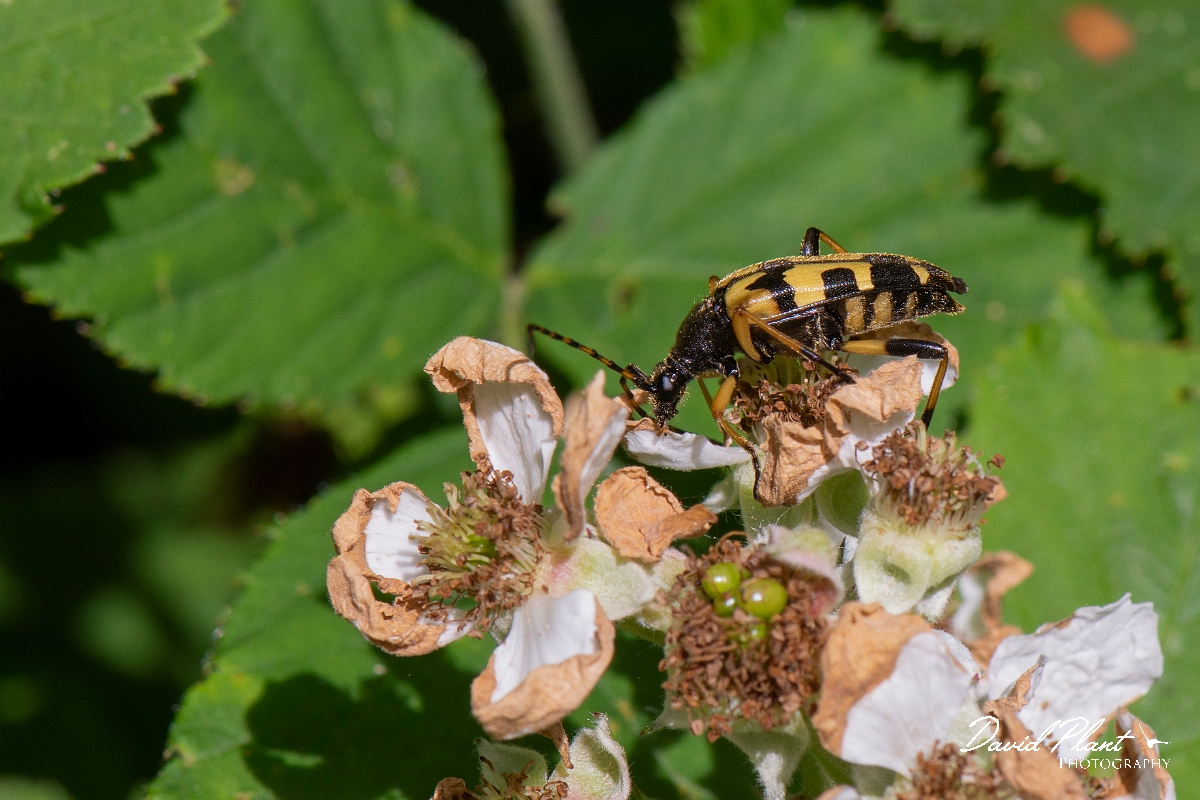 David Plant Photography - Wildlife Photography - Black and yellow longhorn beetle, Rutpela maculata - C.jpg - Black and yellow longhorn beetle - Rutpela maculata - Cambridgeshire