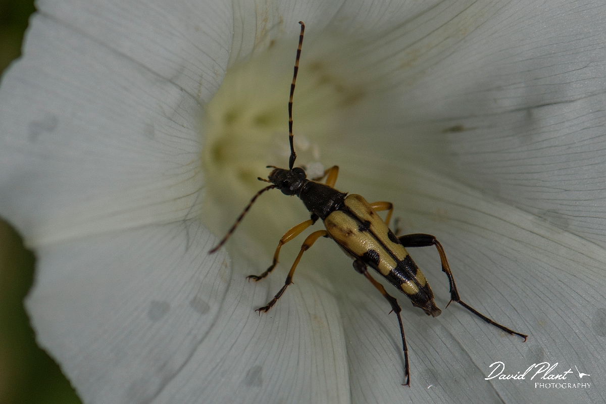 David Plant Photography - Wildlife Photography - Black and yellow longhorn beetle, Rutpela maculata - E.JPG - Spotted Longhorn Beetle, Rutpela maculata - Cambridgeshire