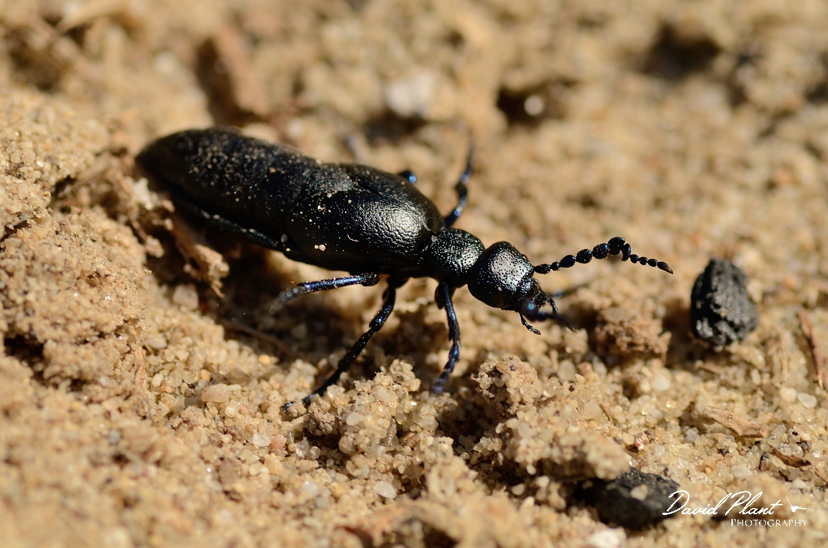 David Plant Photography - Wildlife Photography - Black oil beetle - Meloe proscarabaeus - A.jpg - Black oil beetle, Meloe proscarabaeus - Dorset