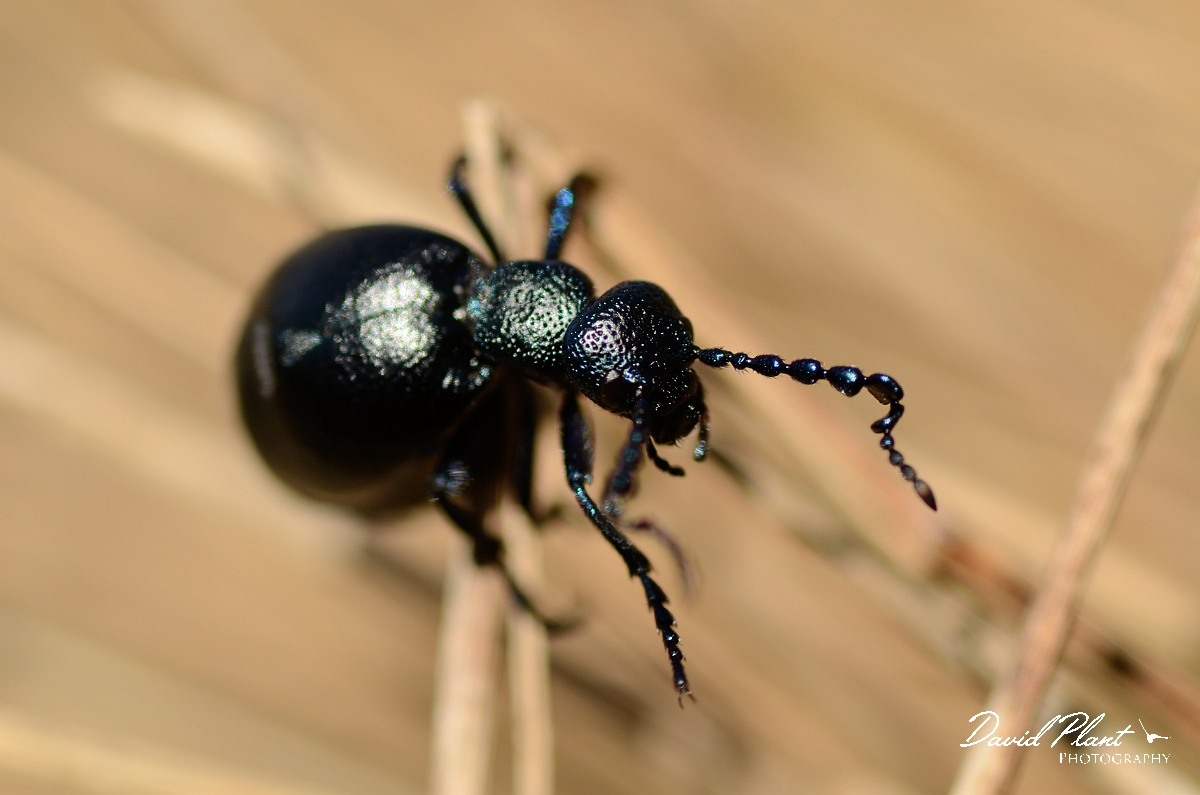 David Plant Photography - Wildlife Photography - Black oil beetle - Meloe proscarabaeus - B.jpg - Black oil beetle, Meloe proscarabaeus, climbing on grass - Dorset