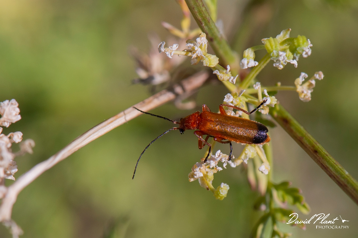David Plant Photography - Wildlife Photography - Black-tipped soldier beetle - B.jpg - Black-tipped soldier beetle, Rhagonycha fulva - Kent