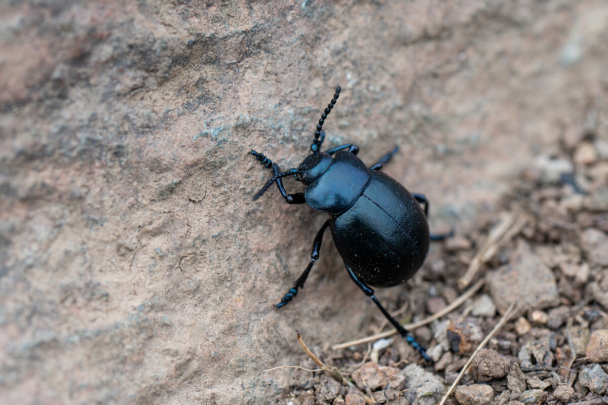David Plant Photography - Wildlife Photography - Bloody-nosed beetle, Timarcha tenebricosa - A.jpg - Bloody-nosed beetle, Timarcha tenebricosa - Cornwall