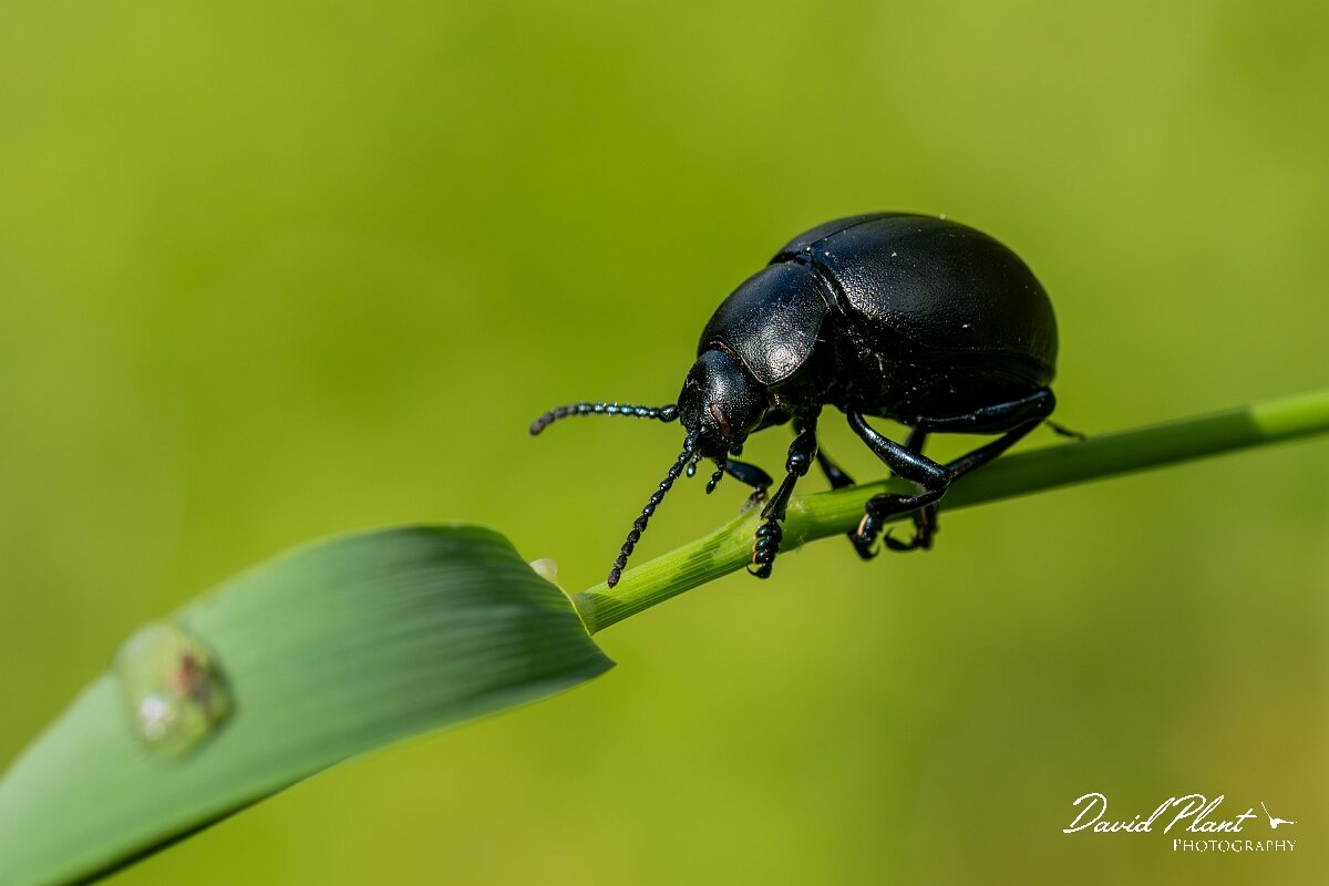 David Plant Photography - Wildlife Photography - Bloody-nosed beetle, Timarcha tenebricosa - B.jpg - Bloody-nosed beetle, Timarcha tenebricosa - Wiltshire