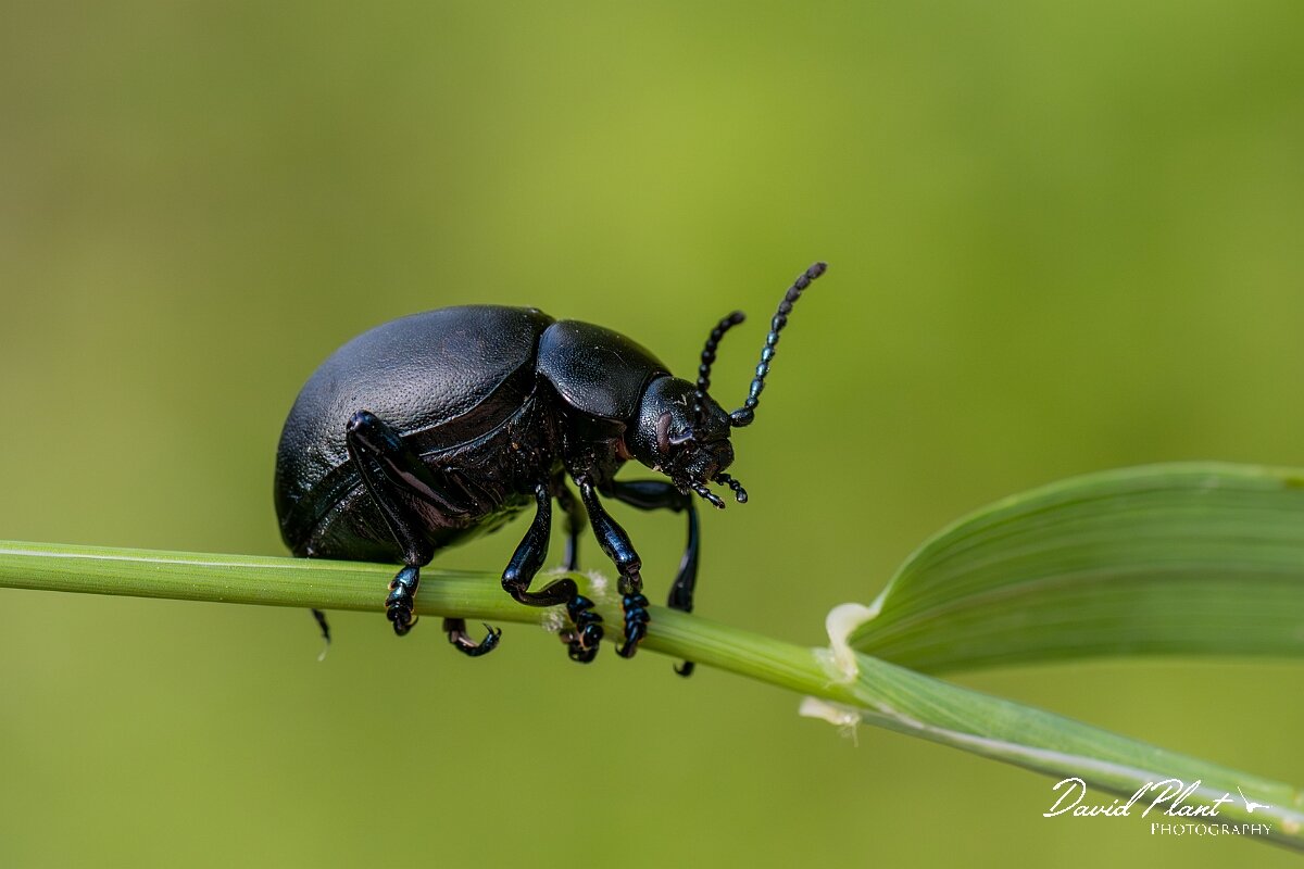 David Plant Photography - Wildlife Photography - Bloody-nosed beetle, Timarcha tenebricosa - D.jpg - Bloody-nosed beetle, Timarcha tenebricosa - Wiltshire