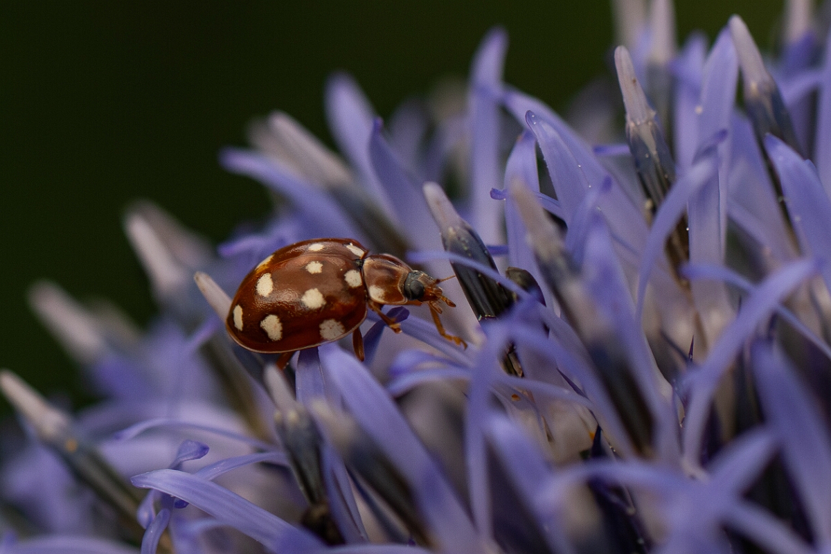 David Plant Photography - Wildlife Photography - Calvia quatuordecimguttata - C.jpg - Cream-spot ladybird, Calvia quatuordecimguttata - Cotswolds