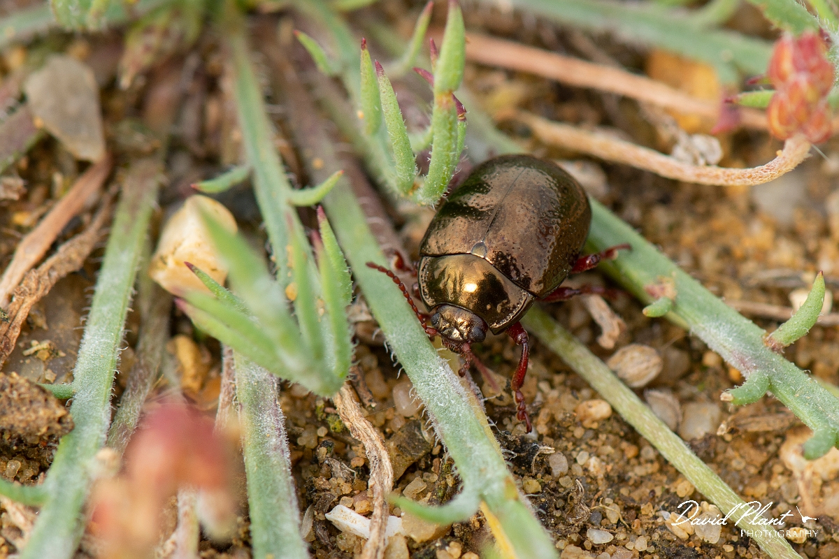 David Plant Photography - Wildlife Photography - Chrysolina banksi - A.jpg - Bronze beetle, Chrysolina banksi - Kent